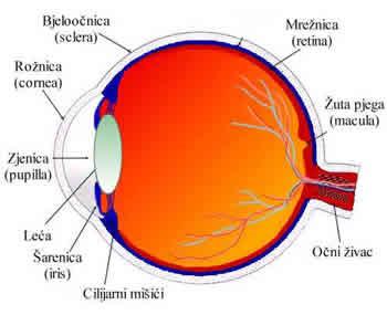 slika je virtualna, umanjena i uspravna nastajanje slike u oku leća je konvergentna, u zdravom oku na mrežnici nastaje umanjena, obrnuta slika važniji dijelovi oka: rožnica (prozirni pokrov), zjenica