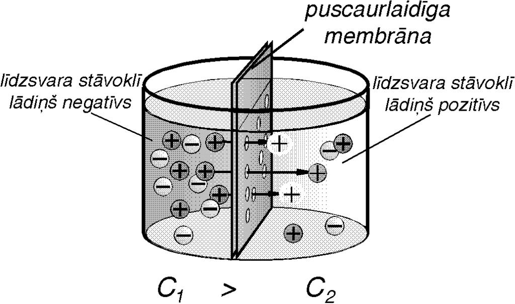 238 IX. ELEKTROĶĪMISKIE PROCESI UN REDOKSPROCESI IX.1.3. MEMBRĀNAS POTENCIĀLS.