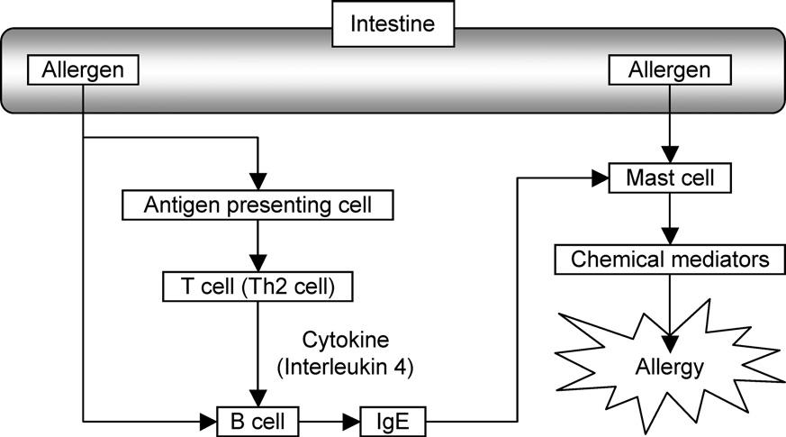 140 Vol. 51, No. 4 IgE Fig. 1. Crisis mechanism of food allergy 5 4 B IgE IgE 2 IgE 2.