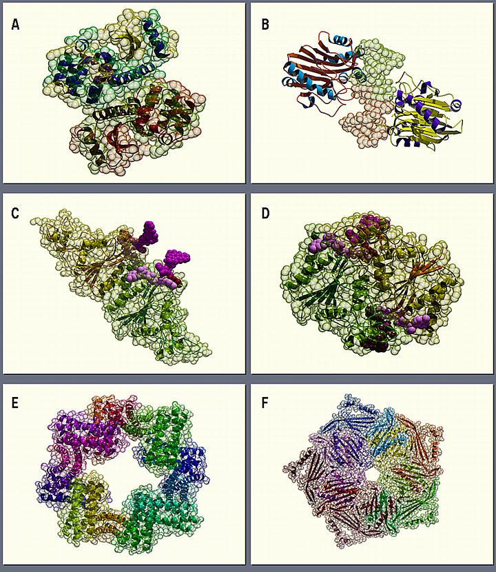 Transportne. belančevine Najbolje proučene: hemoglobin i mioglobin visoka konc.