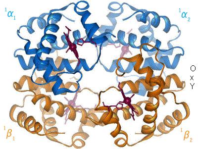 - - - - - Dezoksihemoglobin α 2 β 2 α 2 β 2 98 69 5 1-1 α 2 β 2 - - 2 α 2 β 2 - - 1 Indeksi 1 i 2 predstavljaju redne