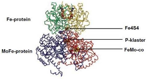 Nitrogenaza Enzimski kompleks koji čine homodimer dinitrogenazna reduktaza (Fe-protein) i heterotetramer dinitogenaza (FeMo-protein) Trostruka veza u molekulu N 2 ga čini inertnim, izuzetno skupa