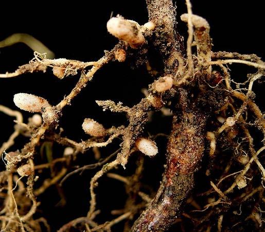 ENZIMI BAKTERIJA KOJI SU UKLJUČENI U SIMBIOTSKU FIKSACIJU MOLEKULSKOG AZOTA Azotofiksirajuće bakterije i arhee jedine poseduju enzime za fiksaciju N 2 Biosintetski proces zapocinje redukcija N 2