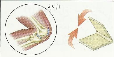 31 32 33 34 35 ااػسؤاؿ تشرح الصورة التالية حركة مفصل : يتحرؾ عن طريق دوراف عظم داخل تويف يف عظم ثابت.