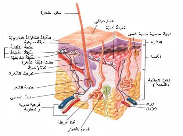 تب ت تركيب ا تلد.. ب ت البشرة و األدمة يف ا تلد تيز تستنتج وظيفة ا ٠ تاليا الدىنية يف طبقة األدمة.. وظائف ا تلد تدد.