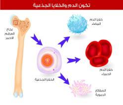 األىداف : ي توقع من التلميذة يف هناية ا تصة أف : تستنتج وظيفة ا ٢ تيكل العظمي األساسية يف اإلنساف. تعدد وظائف ا ٢ تيكل العظمي يف اإلنساف. تعلل تتاز العظا بالقوة و الصالبة.