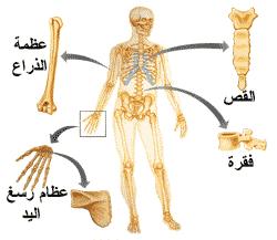 خطة الس ت يف الدرس أوال : قبل الدرس) التهيئة(: التعرف على الخلفية المعرفية للطالبات و ربطها بالمعلومات الحالية: ىدؼ التعلم استنتجي وظيفة ا ٢ تيكل العظمي األساسية يف اإلنساف ا ١ تواد التعليمية صور