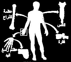 القلب, الرئت ت ) و ما وسيلة ا تماية ا ٠ تاصة بكل عضو مث تطرح عليهن السؤاؿ التايل : كيف ينتقل اإلنساف من مكاف إىل آخر ثانيا : ضمن الدرس تقديم النموذج التدريسي ىدؼ التعلم عددي وظائف ا ٢ تيكل العظمي يف