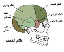ىدؼ التعلم ا ١ تواد التعليمية قلماف و شريط الصق - صممي توذج للمفصل يف اإلنساف باستخدا أدوات بسيطو ( قلماف وشريط الصق( - بي ت أنواع ا ١ تفاصل يف اإلنساف ضمن الدرس : خامسا : زيادة مسؤوليات التلميذة.