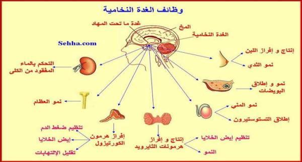 الفكرة العامة يتطلب تكاثر اإلنساف و توه التفاعل ب ت تيع أجهزة جسمو الفكرة الرئيسة: تؤثر ا ٢ ترمونات اليت تفرزىا الغدد الصماء يف العديد من وظائف ا تسم األىداف: ي توقع من التلميذة يف هناية ا تصة أف :