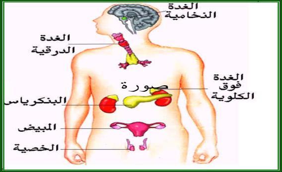 ب ت ميزي - الصماء الغدد غ ت و يف الصماء جسم اإلنساف?