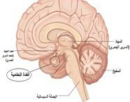 - الصماء الغدد على تأث تىا و جسم اإلنساف الغدة ب ت