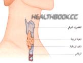 الصماء.