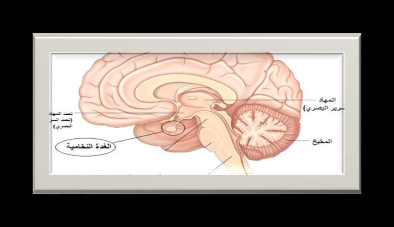 ) 5 ورقة عمل (