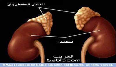التايل الرسم