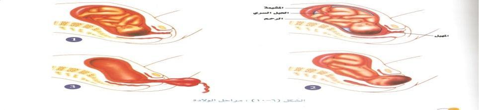 ) : ب) تر الوالدة بعدة مراحل ىي :.