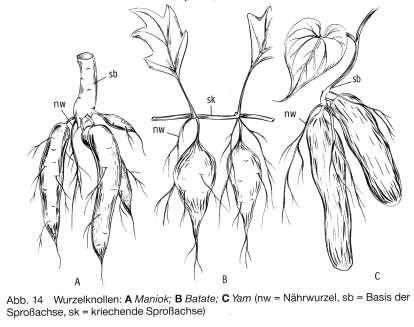 Vegetativni