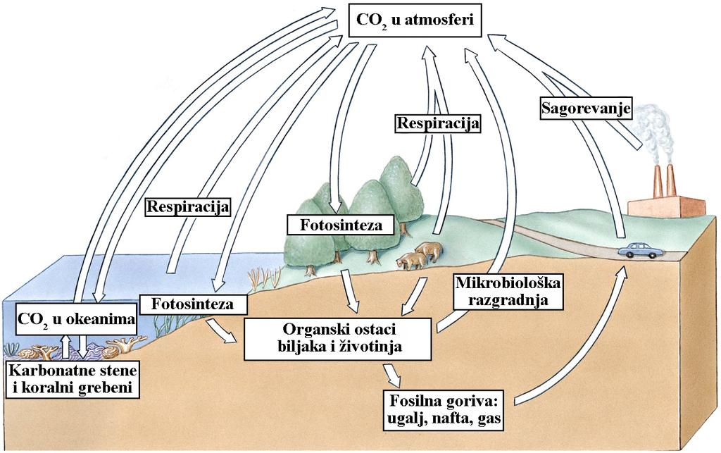 CIKLUS A U prirodi ugljenik se nalazi u obliku: CO2 (gas u atmosferi) CO2 i HCO3 (rastvoreni u vodi) CaCO3, MgCO3 (karbonatne stene i koralni grebeni) uglja, nafte i prirodnog gasa (nastali