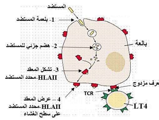 العالمة.5.5.5 عناصر اإلجابة - الموضوع الثاني - -إجابة التمرين األول: )05 نقاط( - تسمية الجزيئات المرقمة من الوثيقة )( مع تحديد مقر تواجدها: - الجزيئة )(: جسم مضاد غشائي.