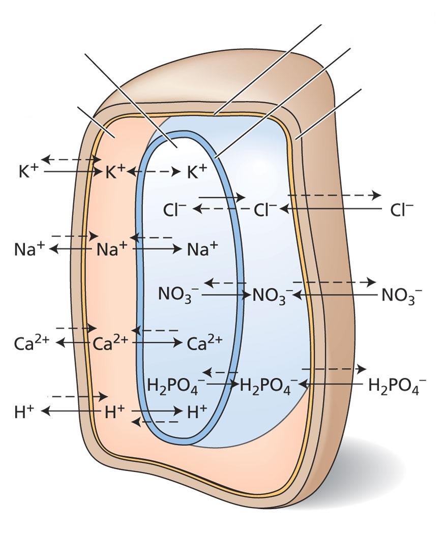 vakuola citosol plazmalema tonoplast celična stena Koncentracije ionov v citosolu in vakuoli so