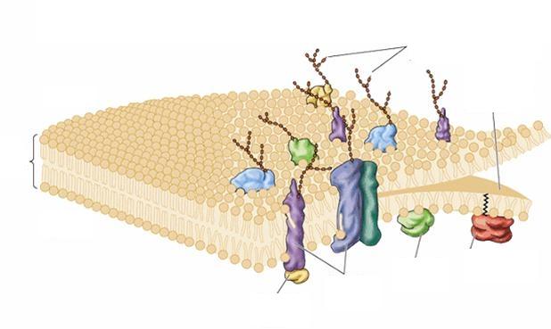 Oliogosaharidne verige glikoproteinov Zunanjost celice Lipidna dvoplast Notranjost celice Periferni