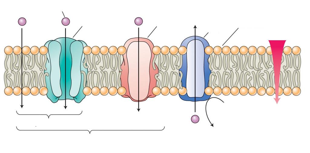 Skupine transportnih proteinov transportirana molekula kanalček prenašalec črpalka plazmalema preprosta difuzija pospešena difuzija energija
