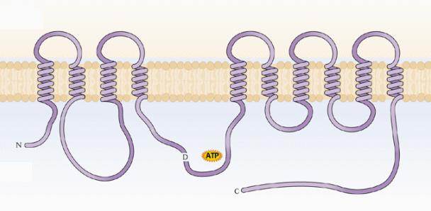 Protonske črpalke (I) Plazmalema: H + -ATPaza P-tip ATPaze