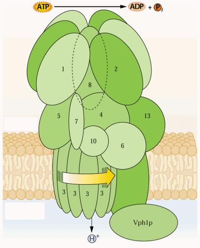Protonske črpalke (II) Tonoplast: vakuolarna H + -ATPaza V-tip ATPaze (slika)