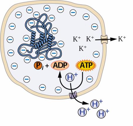 Membranski potencial (V m ) = razlika v električnem potencialu med dvema, z membrano ločenima vodnima okoljima. v celici je negativni naboj proteinov uravnotežen predvsem s K+ ioni.