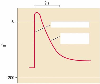 mirovni membranski potencial (Vm) hiperpolarizacija - dodatno znižanje membranskega potenciala zaradi delovanja elektrogene črpalke depolarizacija - zmanjšanje