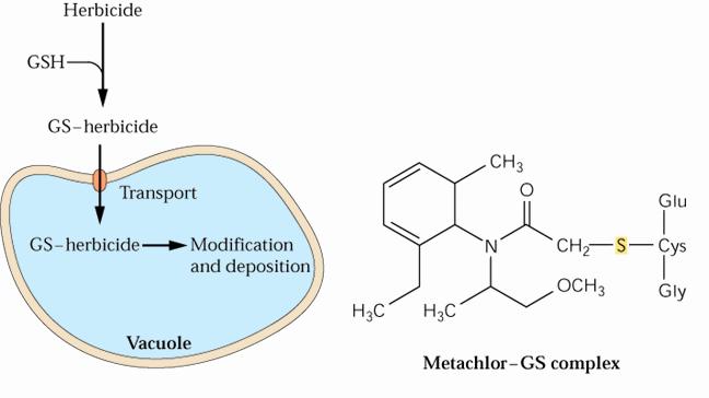 HERBICID GSH - reduciran glutation