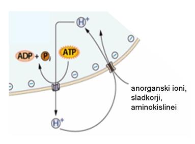 Sekundarni aktivni transport Protonske črpalke ob porabi ATP ustvarjajo gradient H + ionov preko membrane (protonski gradient).