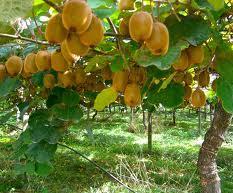 Principiul urmărit în selectarea soiurilor adecvate este, pe de o parte, de a crește eficiența utilizării resurselor naturale și a celor climatice, și, pe de altă parte, de a minimiza