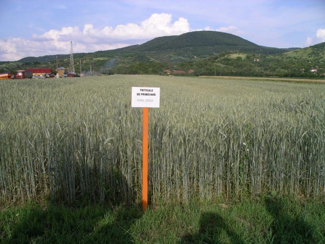 Măsuri recomandate: Selectarea de soiuri rezistente la stresurile induse de schimbările climatice (de exemplu: deficit de apă, secetă, temperaturi ridicate sau coborâte).