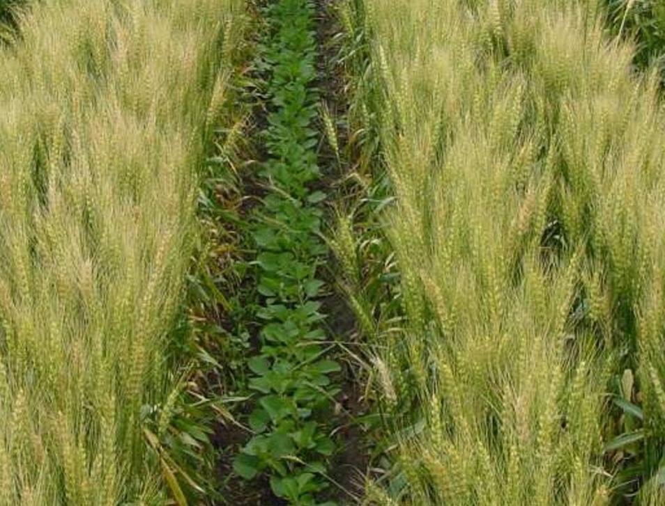 Diferite culturi pot fi plantate în succesiune pe același câmp și pot fi recoltate separat, sau aceeași plantă este cultivată, în mod repetat, pe același câmp, pe parcursul anilor.
