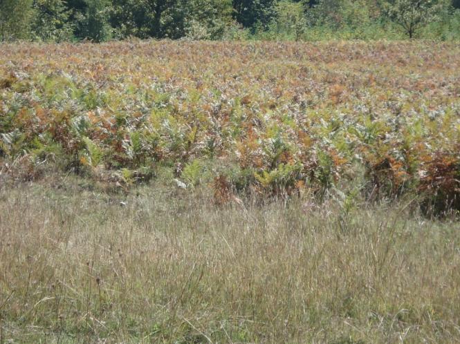 Măsuri recomandate: Utilizarea de practici de control ale agriculturii ecologice. Utilizarea de culturi rezistente la boli.