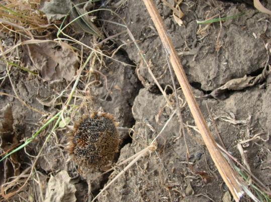 Creșterea temperaturilor va determina creșterea evapotranspirației, și deci creșterea nevoilor de apă în agricultură și apariția unui stres suplimentar privind resursele de apă.
