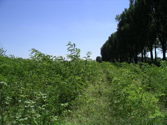 Controlul eroziunii prin apă Eroziunea prin apă este cauzată de impactul picăturilor de ploaie (sub acest aspect, este importantă intensitatea precipitațiilor) și de procesele de scurgere (care sunt