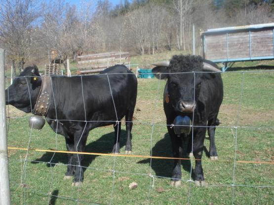 Imbunătățirea genetică Cantitățile cele mai mari de metan pe unitate de producție sunt generate de animalele cele mai puțin productive.