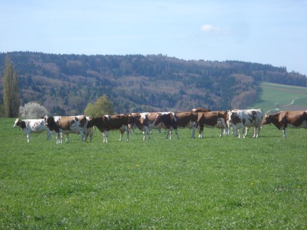 Pășunatul și adăposturile animalelor Emisiile directe de gaze cu efect de seră din adăposturile animalelor sunt neglijabile.