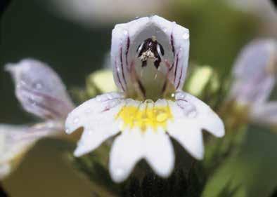 2. Medicinski pripomoëki A.Vogel Kapljice za oëi A. Vogel Kapljice za oëi vsebujejo 1 % hialuronske kisline in izvleëek navadne smetlike (Euphrasia officinalis).