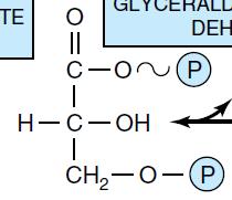 Fosfoglicerato mutasa 6 Gliceraldehído 3-fosfato deshidrogenasa 7 Fosfoglicerato quinasa Mg 2+ Gliceraldehído 3- fosfato Pi NAD +