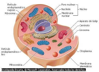 La energía neta proveniente de la oxidación completa de la glucosa (condiciones aeróbicas) varía