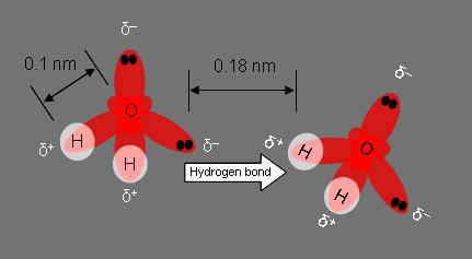 b) u vodi svaka molekula koja stvara vodikove veze s drugom molekulom, stvara ih i s molekulama vode zato