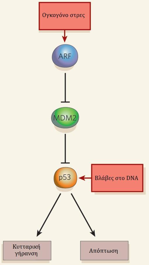 16 κυκλύνησ Β1 με την επαγωγό τησ GADD45 (Growth Arrest and DNA Damage inducible gene) (Hermeking et al, 1997, Taylor & Stark, 2001).