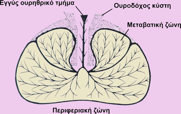 33 κυψελύδεσ εύναι μεγϊλεσ, ςϑνθετεσ με ενδοαυλικϋσ ακρολοφύεσ και θηλώδεισ πτυχϋσ, ενώ οριςμϋνεσ εμφανύζουν διϊτρητη μορφό.