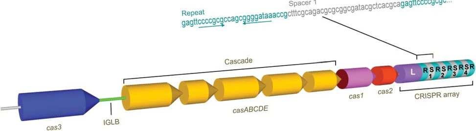 CRISPR/Cas систем CRISPR/Cas систем = CRISPR + Cas протеини CRISPR