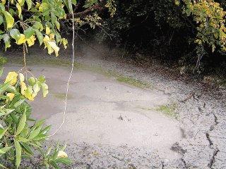 - vode bogate organskim supstancama najekstremofilnija alga - Euglena