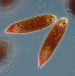 EUGLENOPHYTA jedna klasa