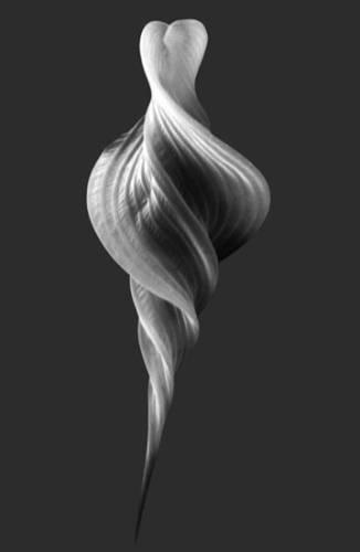Euglenophyceae